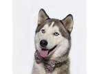 Adopt PATRICK a Husky