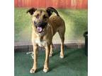 Adopt ADRIAN a German Shepherd Dog