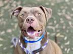 Adopt CHOCOLATE a American Staffordshire Terrier