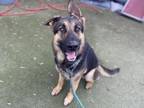 Adopt MANNY a German Shepherd Dog, Mixed Breed