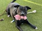 Adopt Big a Pit Bull Terrier
