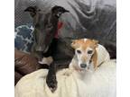 Adopt MANUS (Prison Trained) a Greyhound