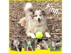 Adopt FINN a Australian Shepherd