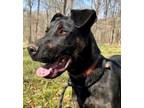 Adopt Kenny a Labrador Retriever, German Shepherd Dog