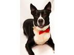 Adopt Mr Banks a Border Collie, Mixed Breed