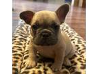 French Bulldog Puppy for sale in Norwalk, OH, USA