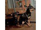 female and male pinscher