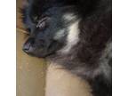 Pomeranian Puppy for sale in Norman, OK, USA