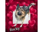 Adopt Rocky a German Shepherd Dog, Husky