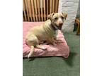 Adopt Toby a Labrador Retriever, Basset Hound