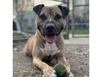 Adopt CORBIN a Pit Bull Terrier, Mixed Breed