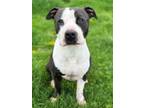 Adopt Smalls a Pit Bull Terrier, Mixed Breed