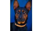 Adopt Dusty (Slater) a German Shepherd Dog, Mixed Breed