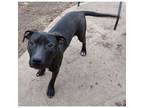 Adopt Spider-Man a Pit Bull Terrier, Great Dane