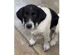 Adopt Liam a Beagle, Terrier