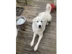 Adopt Frosty a Great Pyrenees, Mixed Breed