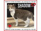 Adopt Shadow - COURTESY LISTING FOR OWNER a Domestic Short Hair