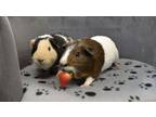 Adopt Chip a Guinea Pig