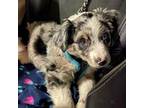 Miniature Australian Shepherd Puppy for sale in Sacramento, CA, USA