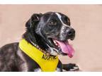 Adopt JASON a Labrador Retriever, Mixed Breed