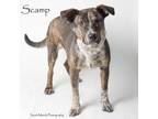 Adopt Scamp a German Shepherd Dog, Mixed Breed