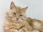 Adopt Puffles a Domestic Medium Hair