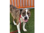 Adopt JUNIOR a Pit Bull Terrier