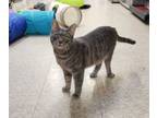 Adopt Duncan a Tabby