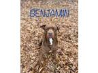 Adopt Ben a American Staffordshire Terrier, Labrador Retriever