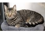 Adopt Moonshadow a Domestic Short Hair