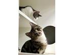 Adopt Jesse & Casey a Tabby