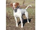 Adopt Piglet (Real Name Brutus) a Pit Bull Terrier, Cattle Dog