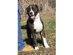 Adopt Duke (Neutered) (Bonded Pair w/Lucy) a Boxer