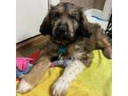 Adopt Billy Joel - male B pup a Standard Poodle, Anatolian Shepherd