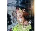 Adopt Jagger FosterHome LovingHousebrokenCrateTrainedBoy a Pit Bull Terrier