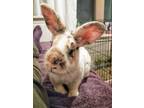 Adopt Johnny the Toasted Marshmallow a Bunny Rabbit