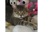 Adopt Alfie a Domestic Short Hair, Tabby