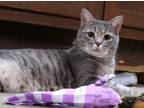 Adopt Sauerkraut a Domestic Short Hair