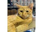 Adopt Hopscotch a Domestic Short Hair