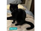 Adopt Marvin a Domestic Short Hair