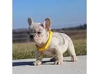 French Bulldog Puppy for sale in Fresno, OH, USA
