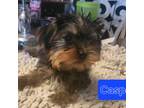 Yorkie terrier Akc boy