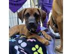 Adopt Colt a Boxer, Mixed Breed