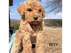 Labradoodle Puppy for sale in Blytheville, AR, USA