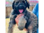 Labradoodle Puppy for sale in Blytheville, AR, USA