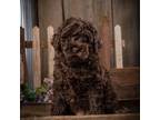 Miniature Labradoodle Puppy for sale in Sturgis, KY, USA