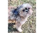 Adopt Snoopy Turner a Shih Tzu, Yorkshire Terrier