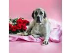 Adopt Nicholas a Anatolian Shepherd