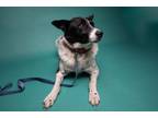 Adopt Tippy a Border Collie, Cattle Dog