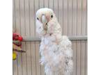 Adopt Pixie a Cockatoo